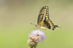 Nectar Prints: Giant Swallowtail (Papilio cresphontes) adult