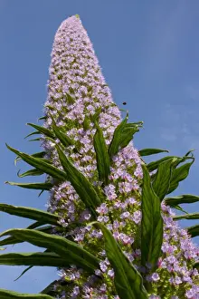 Town Prints: Giant Viper s-bugloss (Echium pininana) close-up of flowerspike