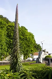 Giant Viper s-bugloss (Echium pininana) flowerspike, growing in coastal town parkland, Minehead, Somerset, England