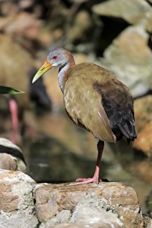 Giant Wood-rail (Aramides ypecaha) adult, standing on rock (captive)