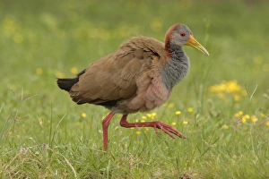 Giant Wood-rail (Aramides ypecaha) adult, walking in grass, El Bagual, Formosa, Argentina, october