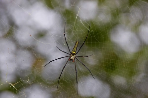 Golden Prints: Giant Wood Spider (Nephila maculata) adult female