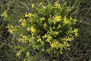 South Africa Prints: Gifbossie (Gnidia caffra) flowering