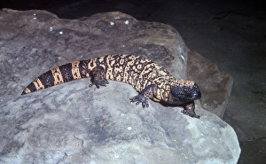 Vulnerable Prints: Gila Monster Lizard (Heloderma suspectum) On rock (S)