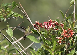 Hovering Prints: Gilded Sapphire (Hylocharis chrysura) adult