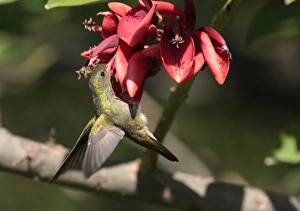 Gilded Sapphire (Hylocharis chrysura) adult, feeding, clinging to flower, Ribera Norte, Buenos Aires Province, Argentina, march