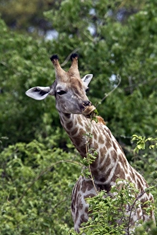 Giraffa Prints: Giraffe feeding on leaves - Botswana