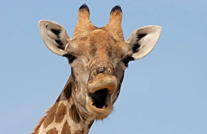 Funny Prints: Giraffe (Giraffa camelopardalis) adult female
