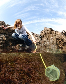 Girl rockpooling in coastal rockpools, with net underwater, Harlyn Bay, Cornwall, England, april