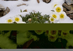 Emerge Prints: Glacier Crowfoot (Ranunculus glacialis) flowering