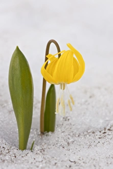 Emerge Prints: Glacier Lily (Erythronium grandiflorum) flowering