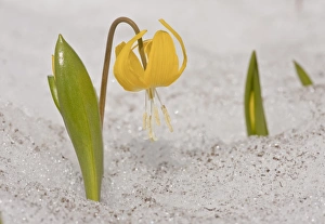 Glacier Lily (Erythronium grandiflorum) flowering, emerging through snow, Mount Rainier, Washington, U. S. A. july