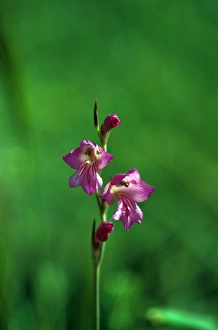 Iridaceae Prints: Gladiolus (Gladiolus communis)