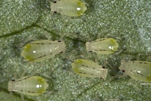 Pests Prints: Glasshouse potato aphids, Aulacorthum solani, infestation on kitchen herb, coriander, leaf