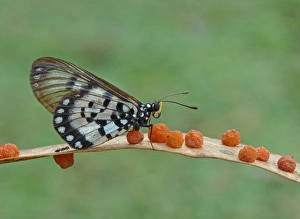 Gall Prints: Glasswing (Acraea andromacha) adult