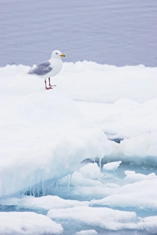 Seagull Prints: Glaucous Gull (Larus hyperboreus) adult