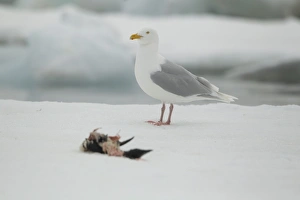 Glaucous Gull (Larus hyperboreus) adult, summer plumage, feeding on dead guillemot, standing on sea ice, Svalbard, july