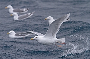 Glaucous Gull (Larus hyperboreus) adult, summer plumage, in flight, taking off from sea, with Herring Gulls (Larus argentatus) swimming on sea in background, Varanger, Northern Norway, march