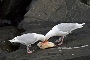 Carrion Prints: Glaucous Gull (Larus hyperboreus) two adults