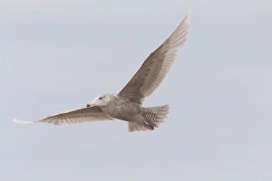 Seabird Prints: Glaucous Gull (Larus hyperboreus) immature