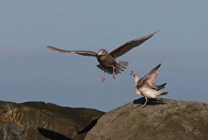 Sea Gulls Prints: Glaucous Gull (Larus hyperboreus) immature