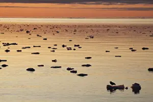 Seagull Prints: Glaucous Gull (Larus hyperboreus) silhouetted at sunset
