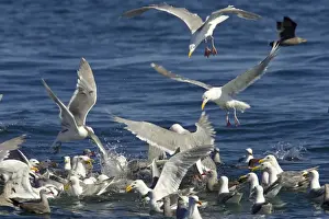 B Alls Prints: Glaucous-winged Gull (Larus glaucescens) and Heermann's Gull (Larus heermanni) flock