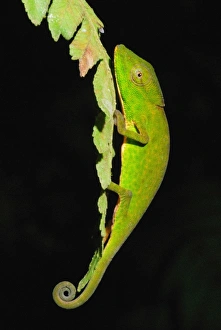 Madagascar Prints: Glaw's Chameleon (Calumma glawi) adult