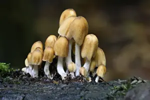 Inkcap Prints: Glistening Ink Cap (Coprinus micaceus) fruiting bodies
