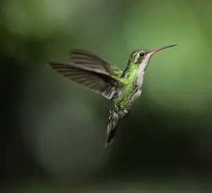 Emerald Prints: Glittering-bellied Emerald (Chlorostilbon aureoventris) adult female
