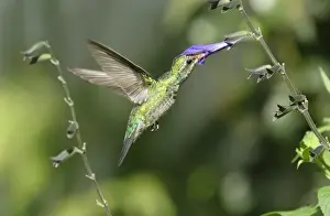 Glittering-bellied Emerald (Chlorostilbon aureoventris) immature male, in flight, feeding at salvia flower, La Lucila, Buenos Aires, Argentina, april