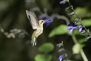 Glittering-bellied Emerald (Chlorostilbon aureoventris) immature male, in flight, feeding at salvia flower, La Lucila, Buenos Aires, Argentina, february