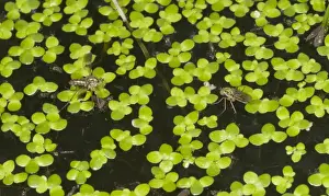 Displays Prints: Glittering Green Fly (Poecilobothrus nobilitatus) adult pair, male courting female