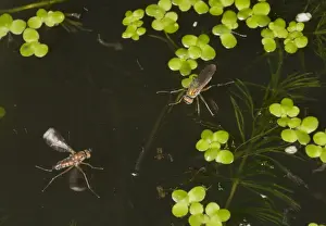 Glittering Green Fly (Poecilobothrus nobilitatus) adult pair, male courting female