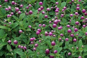 Varieties Prints: Globe Amaranth (Gomphrena globosa) Bicolor Rose, flowering, in garden, U. S. A