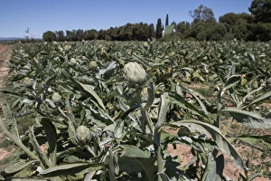 The globe artichoke (Cynara cardunculus var. scolymus) is a variety of a species of thistle cultivated as a food