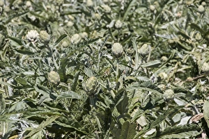 The globe artichoke (Cynara cardunculus var. scolymus) is a variety of a species of thistle cultivated as a food
