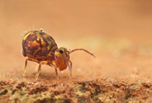 Globular Springtail (Dicyrtomina ornata) adult, resting on house brick, Leicestershire, England, January