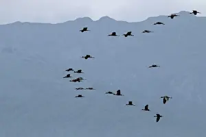 Ibises Prints: Glossy Ibis flock in flight near Lake Kerkini Northern Greece