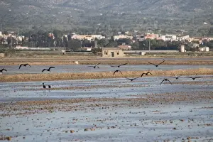 Site Prints: Glossy Ibis flying over Rice fields in the Ebro Delta in the Province of Tarragona in northeastern Spain
