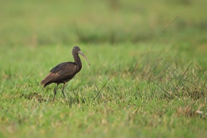 Glossy Ibis (Plegadis falcinellus) adult, non-breeding plumage, vagrant standing on pasture, Norfolk, England, January