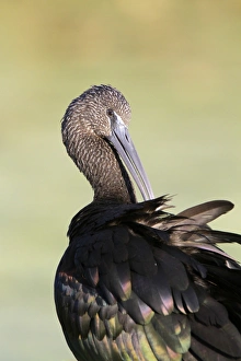 Animals USA Prints: Glossy Ibis (Plegadis falcinellus) adult, winter plumage, preening, Florida, U. S. A