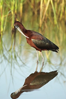 Glossy Ibis (Plegadis falcinellus) adult, summer plumage, preening, standing in water, Lesvos, Greece, may