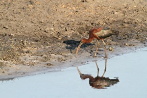 Glossy Ibis (Plegadis falcinellus) adult, feeding at edge of water with reflection, Chobe N. P. Botswana