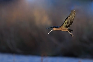 Glossy Ibis (Plegadis falcinellus) adult, non-breeding plumage, vagrant in flight, Norfolk, England, November
