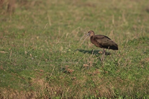 Glossy Ibis (Plegadis falcinellus) adult, non-breeding plumage, vagrant standing on ground, with beak open, Norfolk