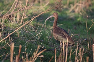 Glossy Ibis (Plegadis falcinellus) adult, non-breeding plumage, vagrant walking on ground, Norfolk, England, November