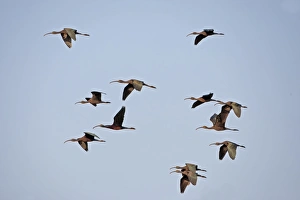 Keoladeo Ghana Prints: Glossy Ibis (Plegadis falcinellus) flock