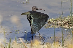 Glossy Ibis wing stretching, winter plumage, Coto Donana Spain