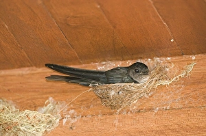 Philippines Prints: Glossy Swiftlet (Collocalia esculenta) adult